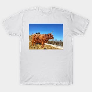 Scottish Highland Cattle Cow 1693 T-Shirt